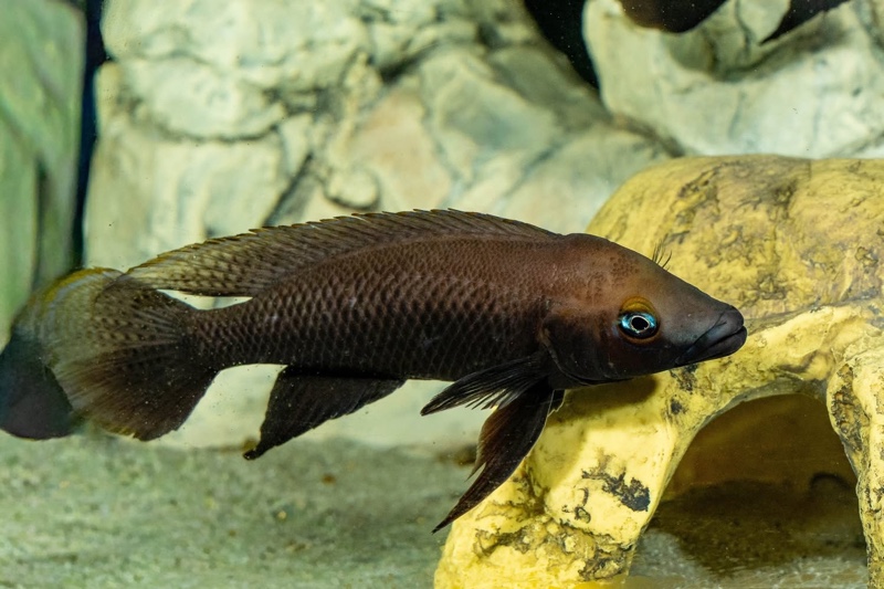 Neolamprologus nigriventris 'Kiku'